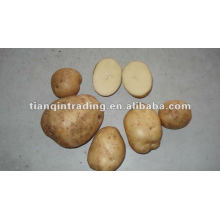 свежие цены на картофель фабрики Шаньдун 